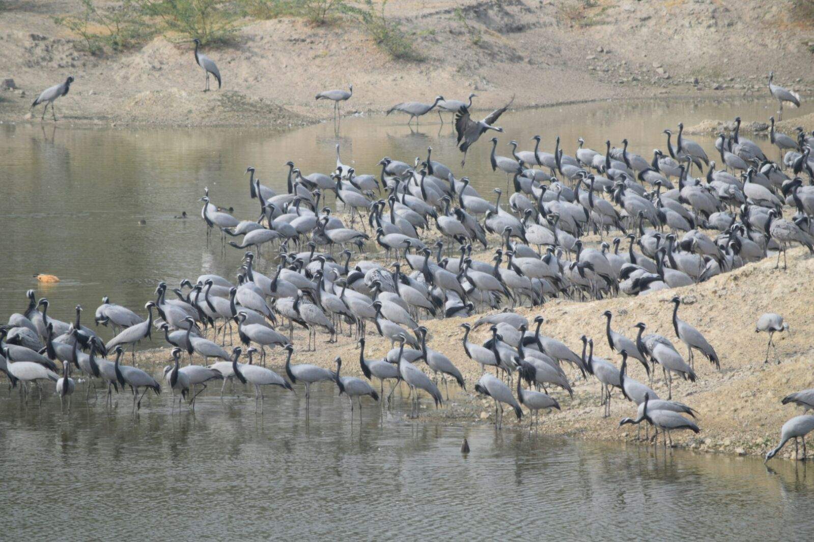 Jodhpur -Private Tour of  Bishnoi Village Safari