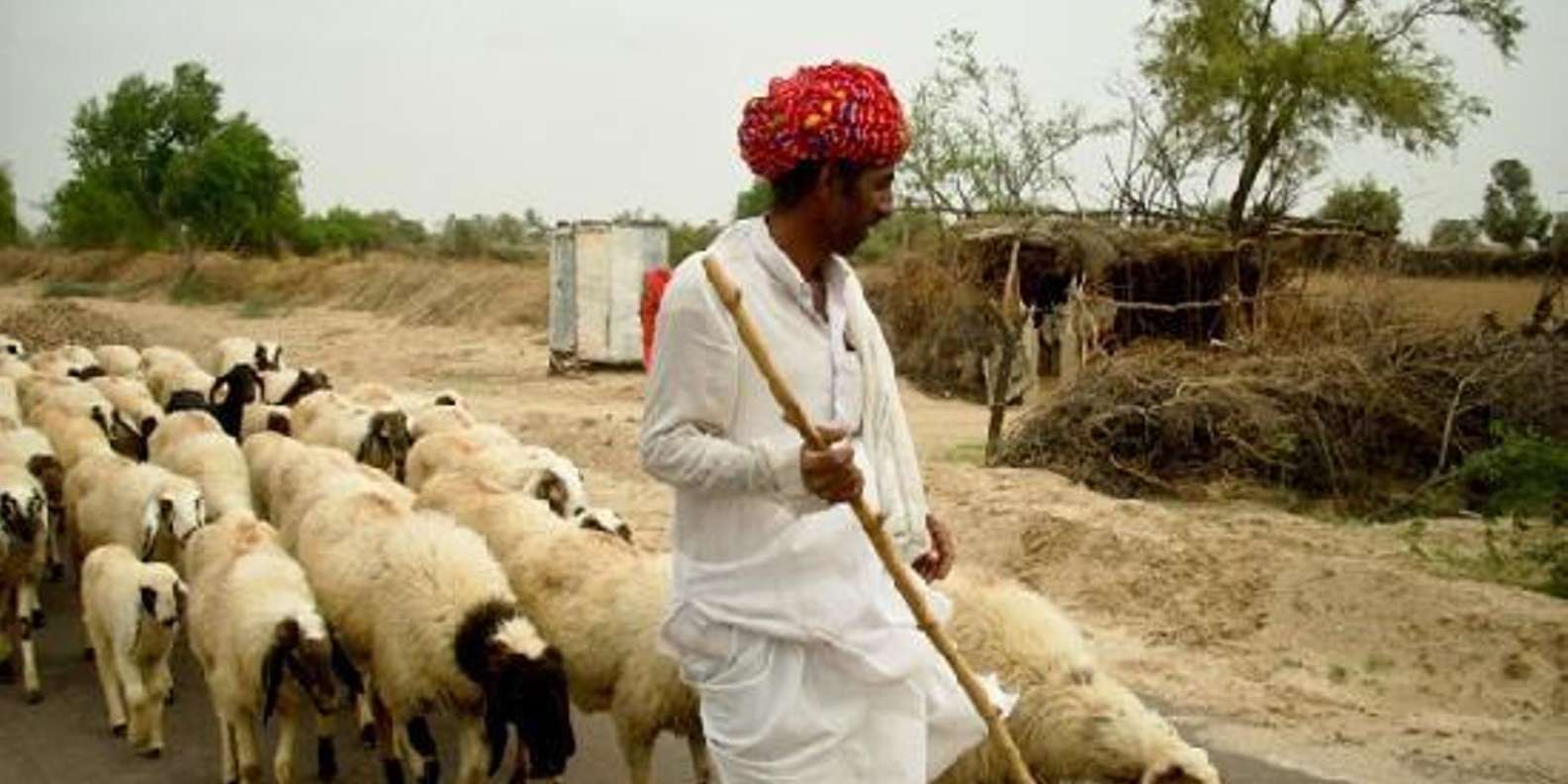 Jodhpur -Private Tour of  Bishnoi Village Safari