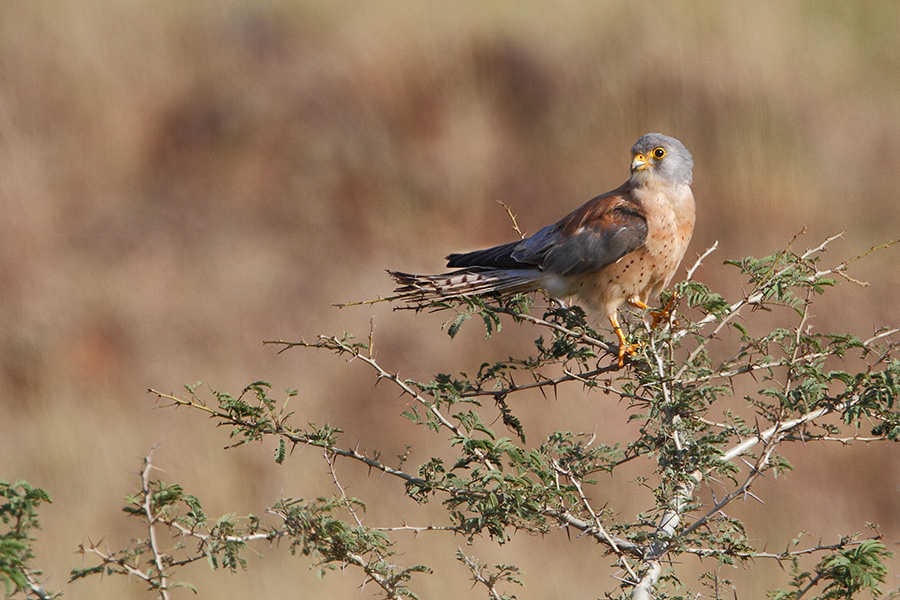 Pune Bird Safari - Private Day Excursion to Bhigwan