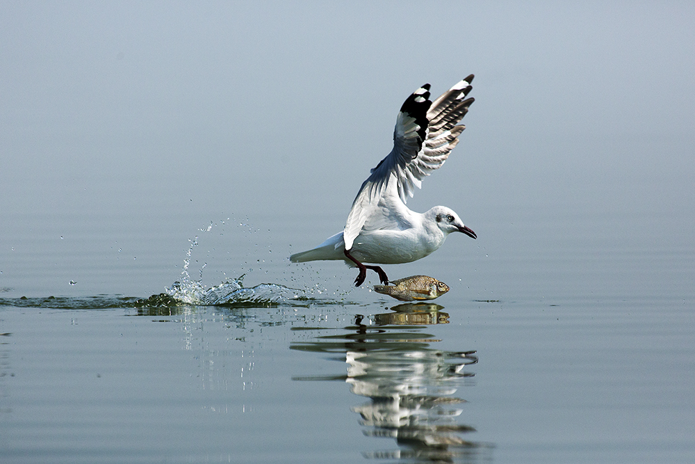 Pune Bird Safari - Private Day Excursion to Bhigwan