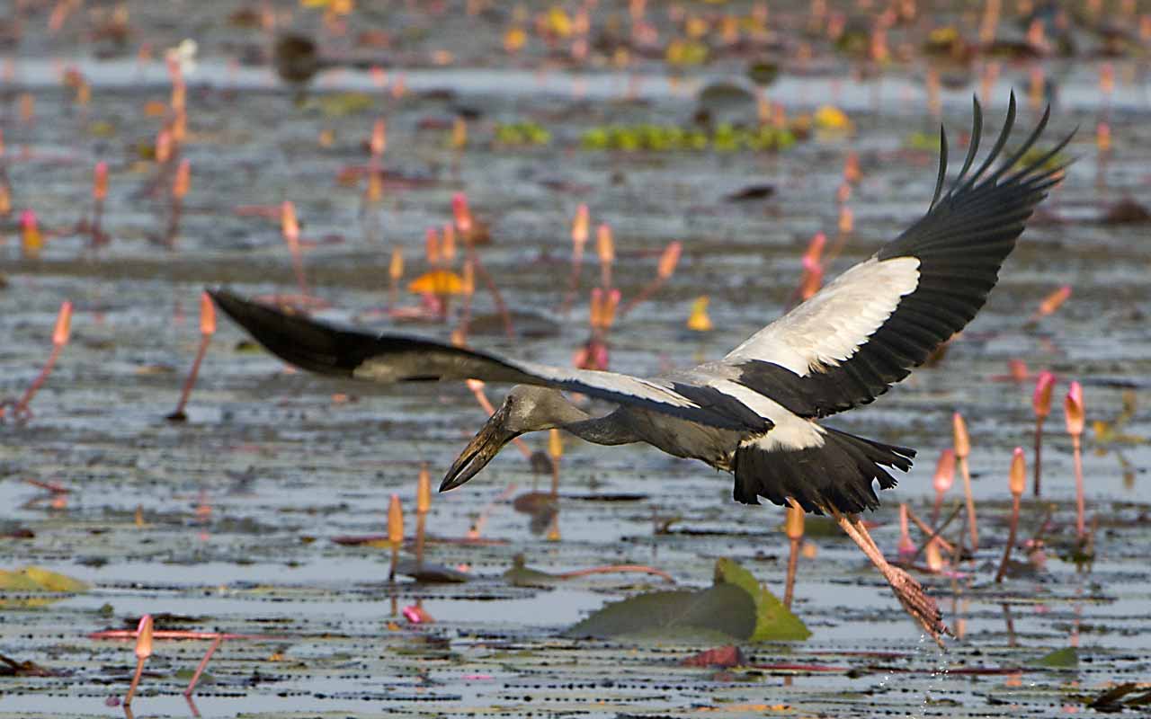 Pune Bird Safari - Private Day Excursion to Bhigwan
