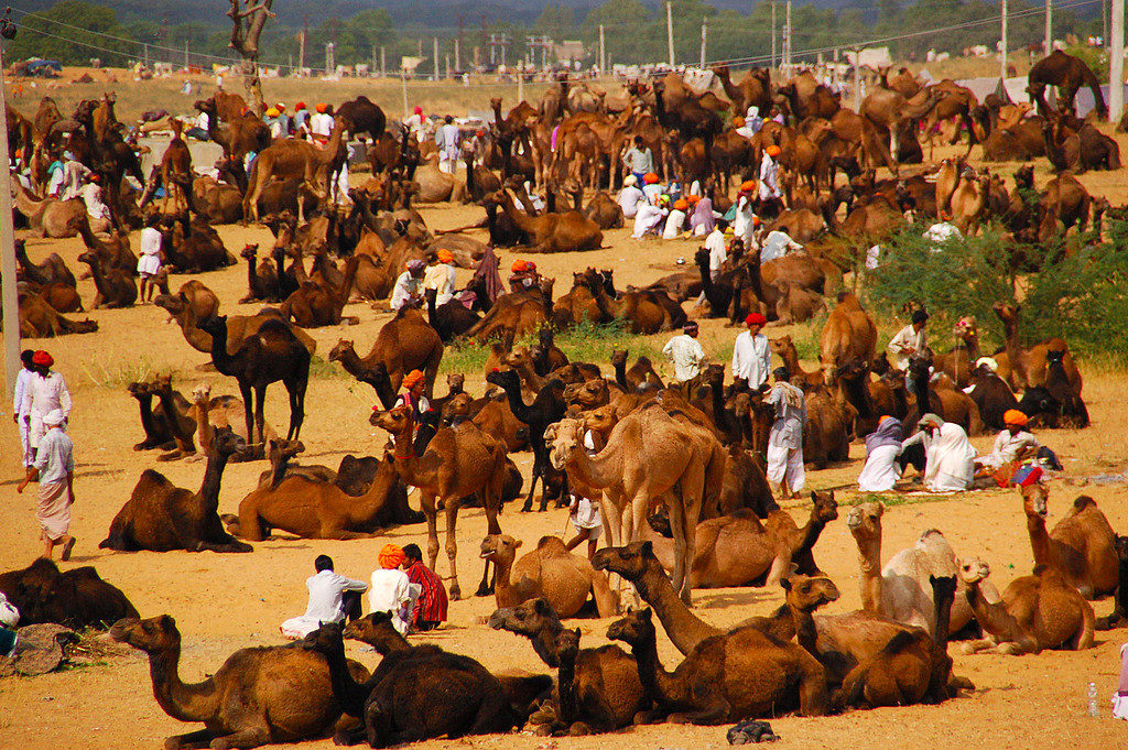 Private full day excursion to Pushkar from Jaipur