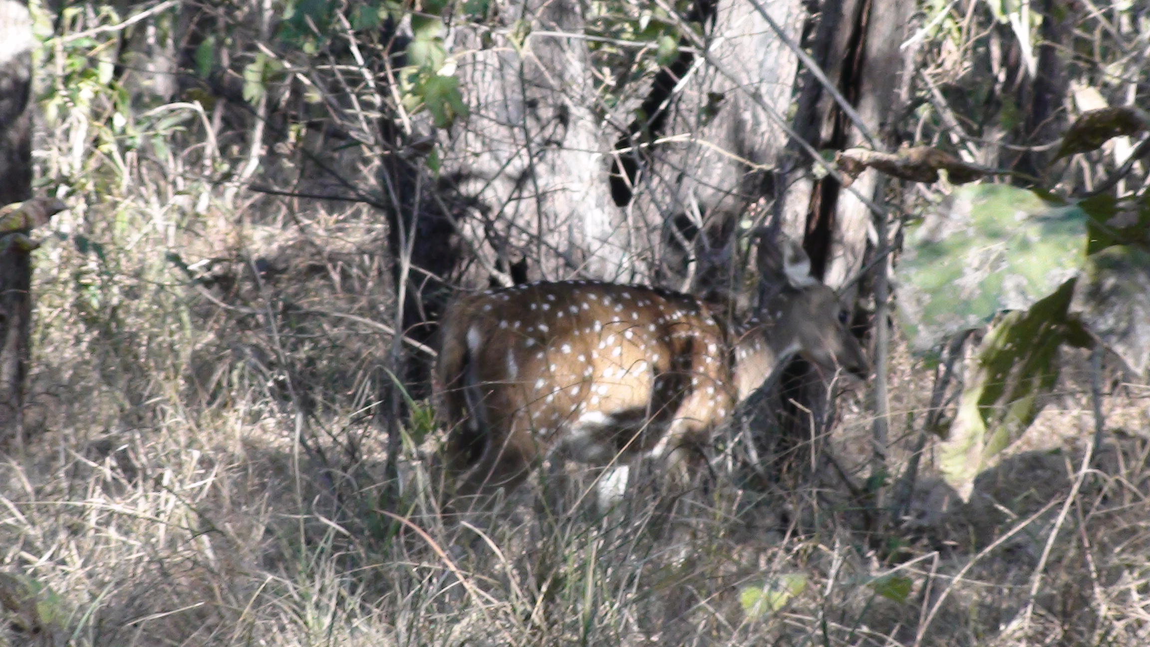 Private safari to Raneh Fall Canyon from Khajuraho