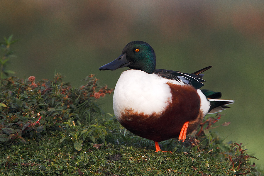 Pune Bird Safari - Private Day Excursion to Bhigwan