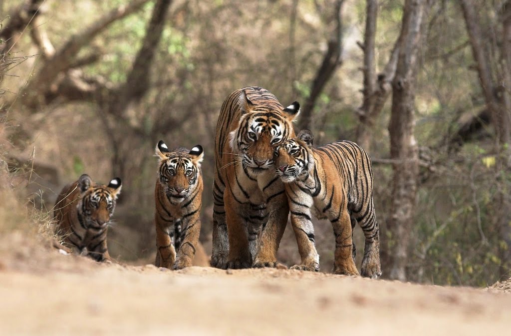 Tiger safari to Panna National Park from Khajuraho.