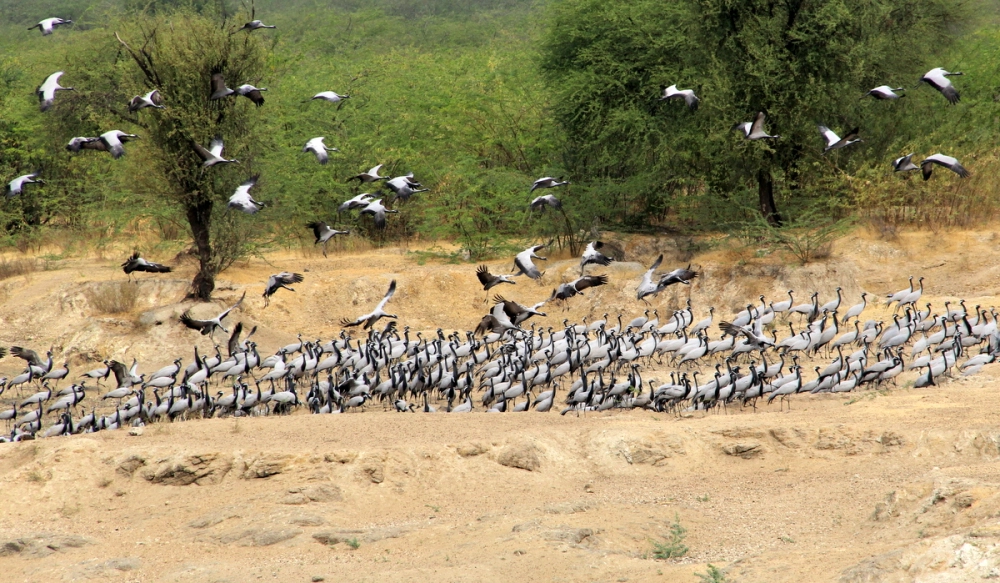 Jodhpur -Private Tour of  Bishnoi Village Safari