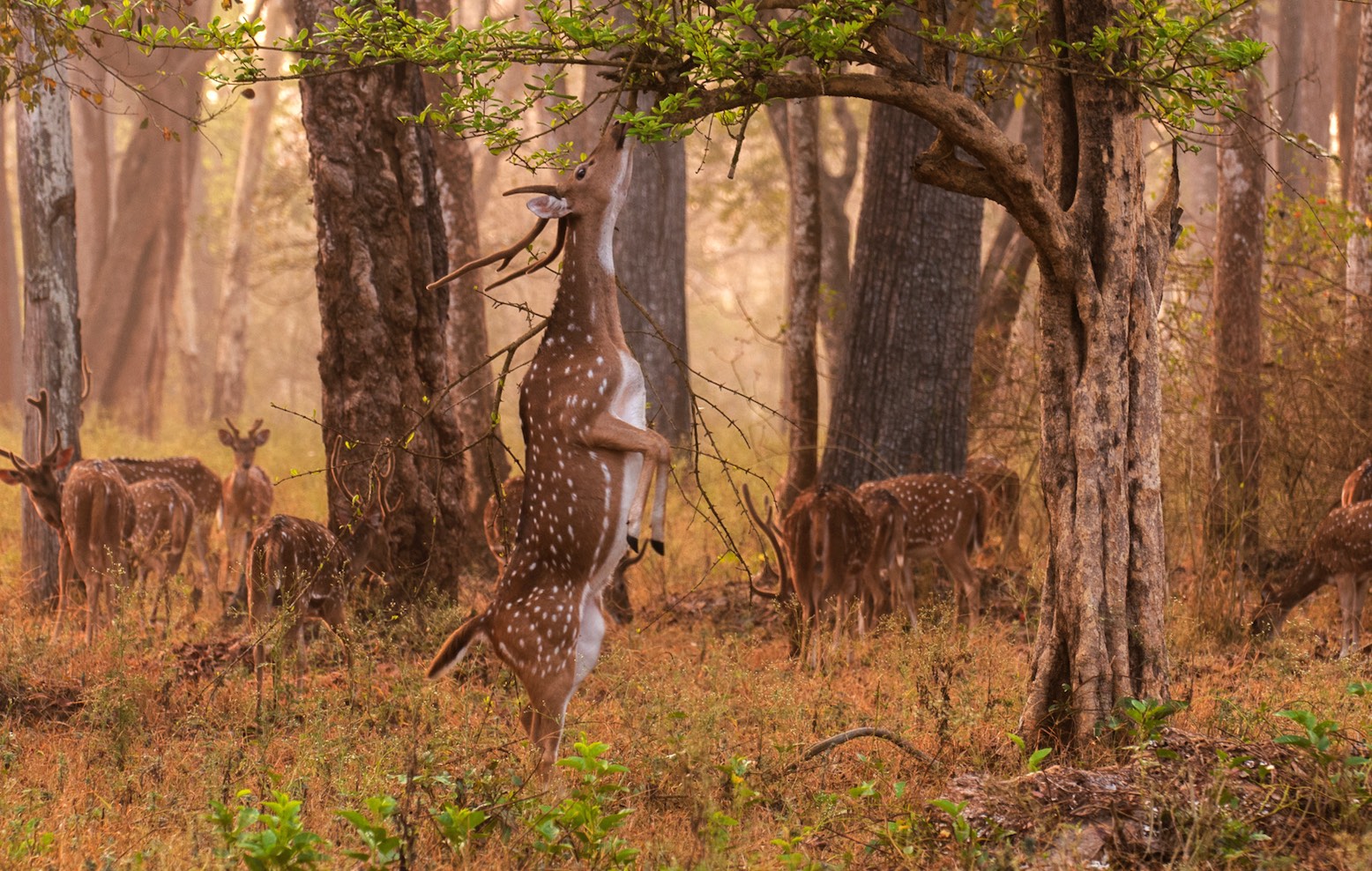 Tiger safari to Panna National Park from Khajuraho.