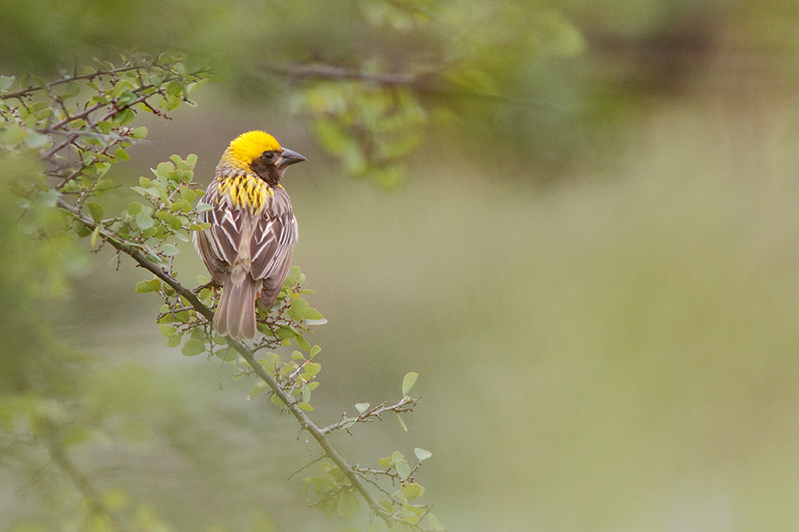 Pune Bird Safari - Private Day Excursion to Bhigwan