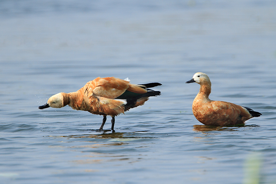 Pune Bird Safari - Private Day Excursion to Bhigwan