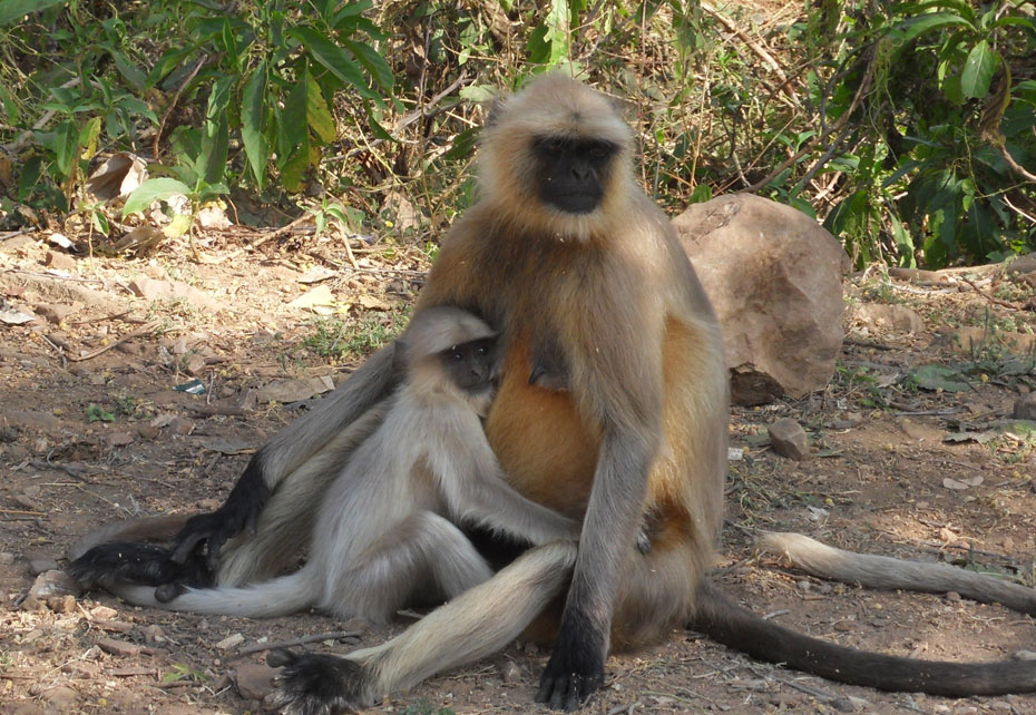 Tiger safari to Panna National Park from Khajuraho.