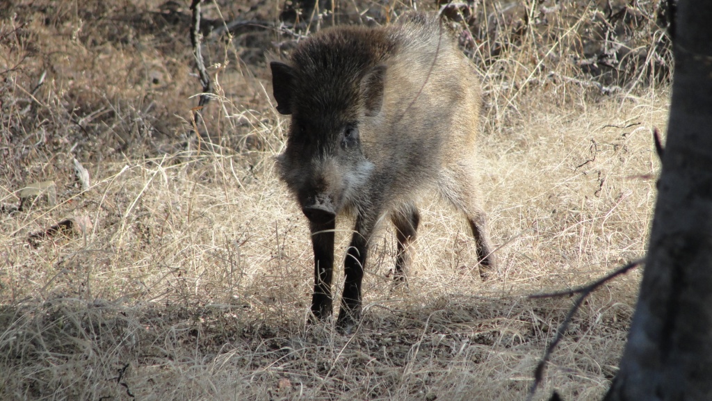 Tiger safari to Panna National Park from Khajuraho.