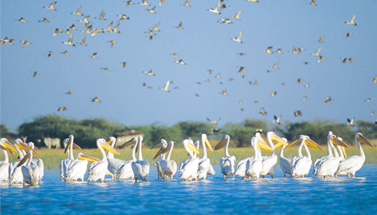 Sunrise Backwater boat Cruise at Cochin and Breakfast with Local Family