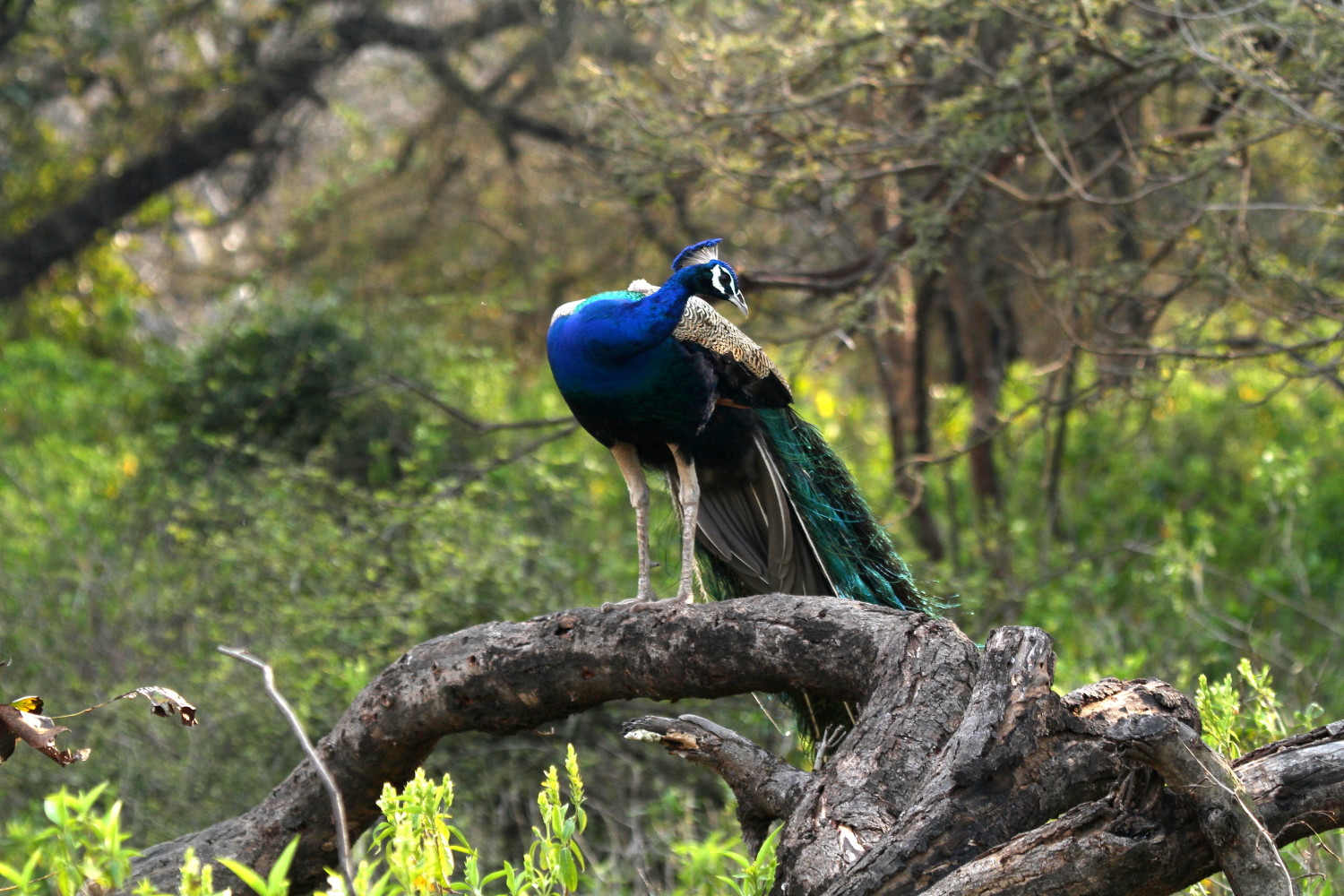 Tiger safari to Panna National Park from Khajuraho.