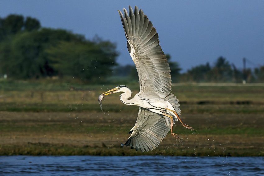 Pune Bird Safari - Private Day Excursion to Bhigwan