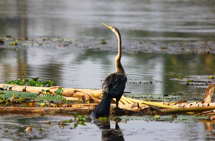 Sunrise Backwater boat Cruise at Cochin and Breakfast with Local Family