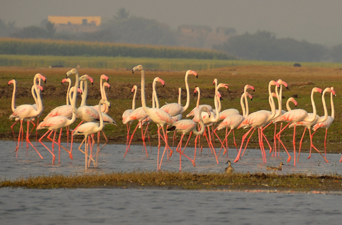 Pune Bird Safari - Private Day Excursion to Bhigwan