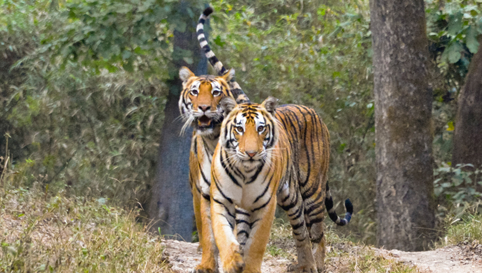 Tiger safari to Panna National Park from Khajuraho.
