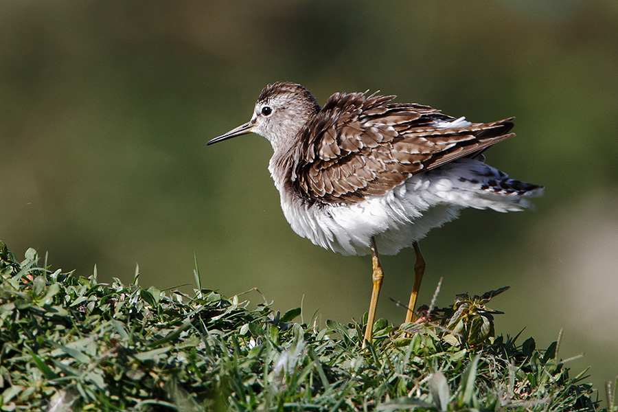 Pune Bird Safari - Private Day Excursion to Bhigwan