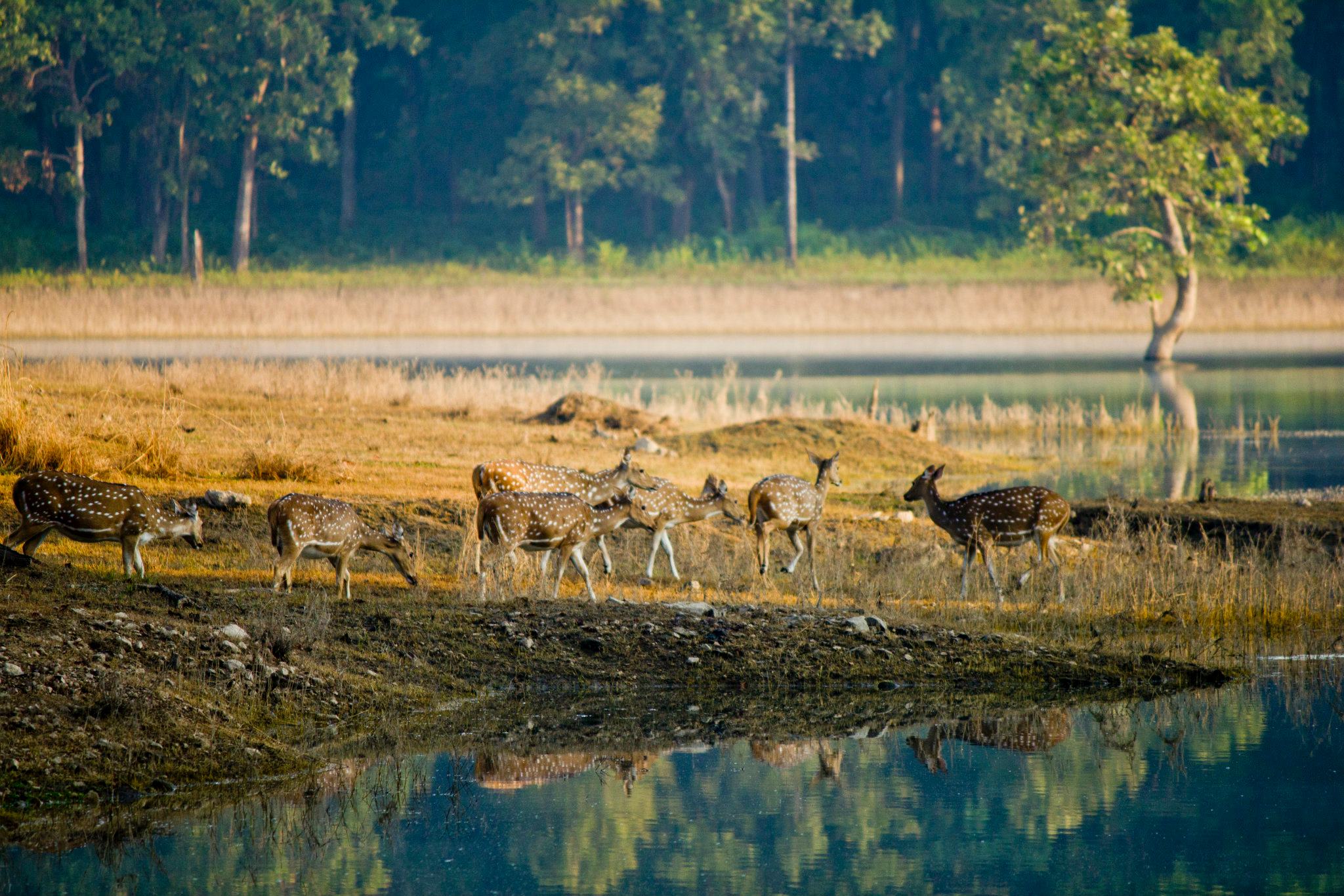 Tiger safari to Panna National Park from Khajuraho.