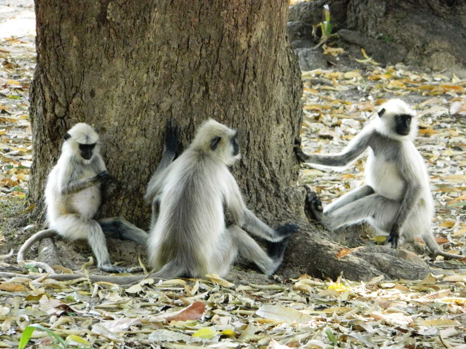 All Inclusive Nature Cycling trail in Orchha.