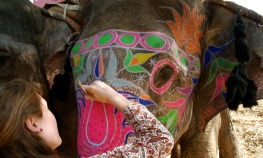 Jaipur - Private tour to Amber fort with Elephant Ride.