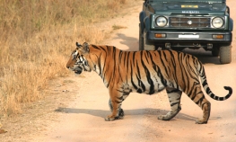 Tiger safari to Panna National Park from Khajuraho.